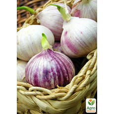 Чеснок посадочный (однозубка) Мюнхгаузен Украина 200г 