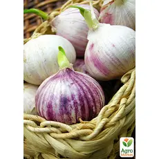 Чеснок посадочный (однозубка) Мюнхгаузен Украина 200г 