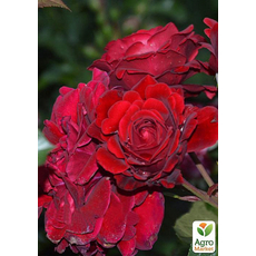 Роза почвопокровная "Red Velvet" 1 шт в упаковке 