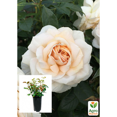 Роза в контейнере флорибунда "Lions Rose" (саженец класса АА+) 