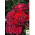 Роза почвопокровная "Red Velvet" 1 шт в упаковке  Роза почвопокровная "Red Velvet" 1 шт в упаковке