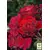 Роза почвопокровная "Red Velvet" 1 шт в упаковке 