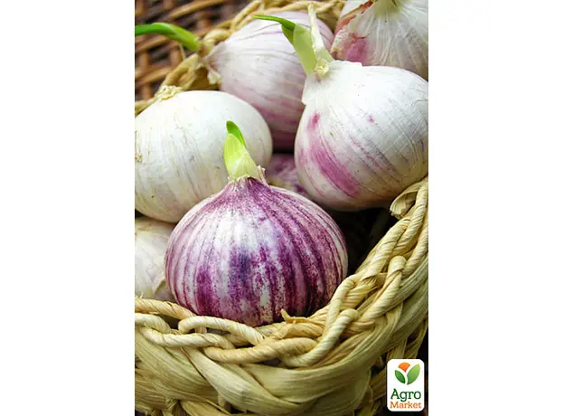 Чеснок посадочный (однозубка) Мюнхгаузен Украина 200г 