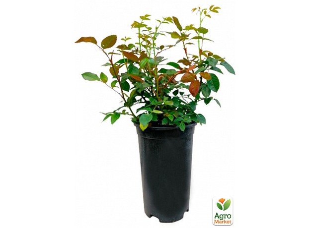 Роза в контейнере флорибунда "Lions Rose" (саженец класса АА+) - изображение 3 Роза в контейнере флорибунда "Lions Rose" (саженец класса АА+) - изображение 3