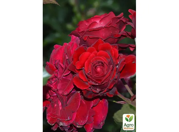 Роза почвопокровная "Red Velvet" 1 шт в упаковке 