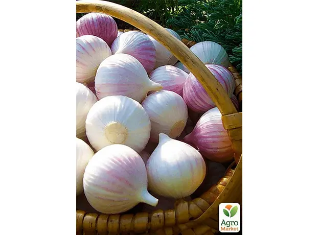 Чеснок посадочный (однозубка) Мюнхгаузен Украина 200г - зображення 3