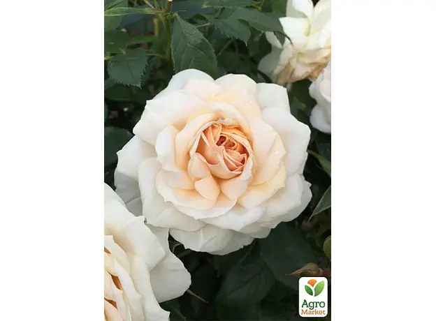 Роза в контейнере флорибунда "Lions Rose" (саженец класса АА+) - изображение 2