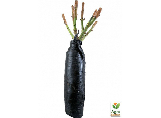 Роза почвопокровная "Red Velvet" 1 шт в упаковке - изображение 2 Роза почвопокровная "Red Velvet" 1 шт в упаковке - изображение 2