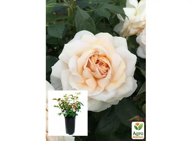 Роза в контейнере флорибунда "Lions Rose" (саженец класса АА+) 