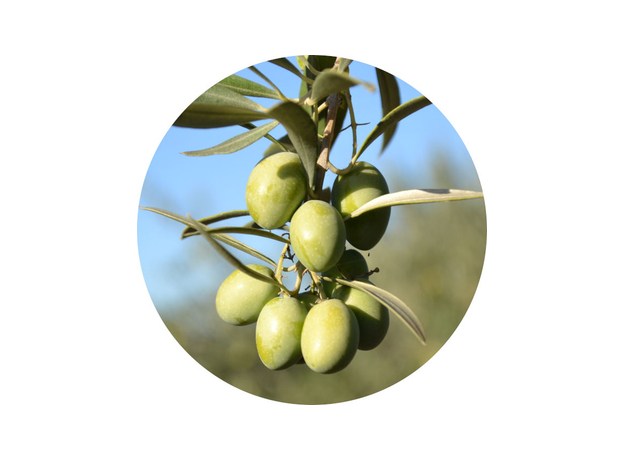 Оливковое масло Casas de Hualdo Пикуаль Extra Virgin 500 мл (8437011668028) - изображение 5